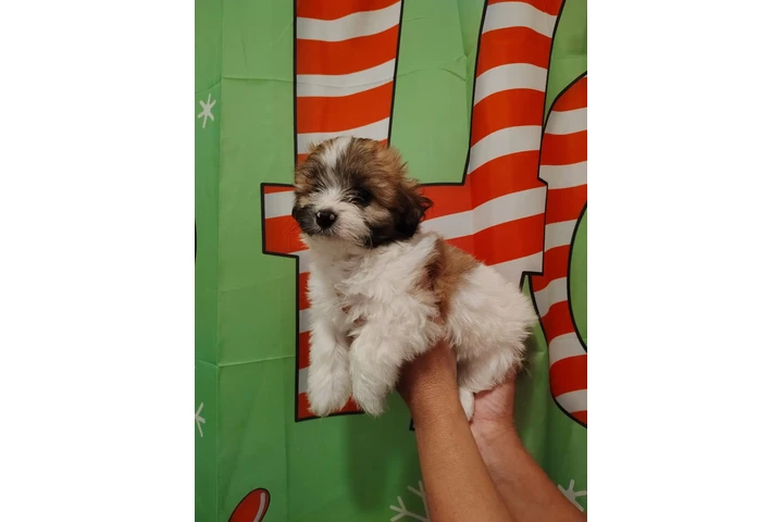 $480 : Shihtzu maltes male image 2
