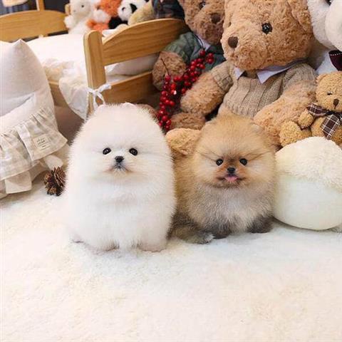 $350 : Cachorros Pomerania en venta image 1