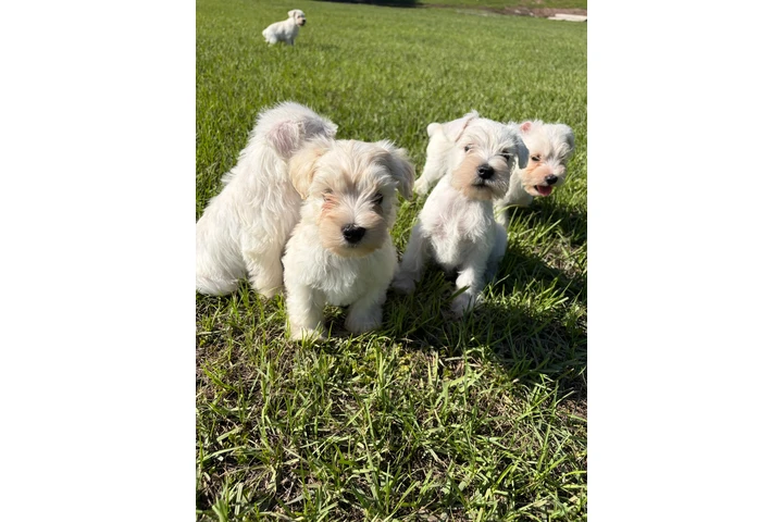 Schnauzer Puppies image 1