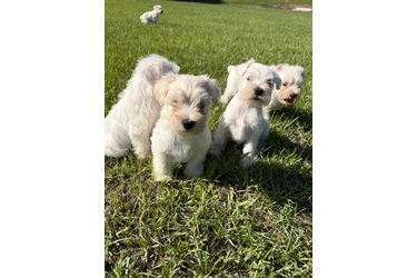 Schnauzer Puppies en Orlando