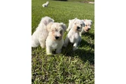 Schnauzer Puppies en Orlando