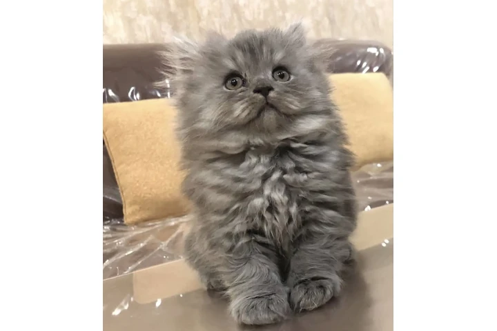$310 : 2 Persian Kittens image 2