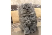 $310 : 2 Persian Kittens thumbnail