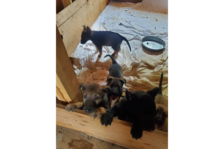 $700 : Pastor Aleman image 3