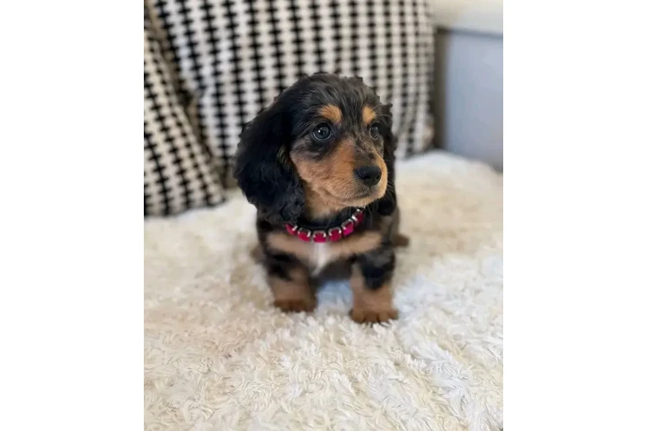 $550 : Dashund Puppies For Adoption image 10