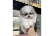 Pomerania en venta en Laredo