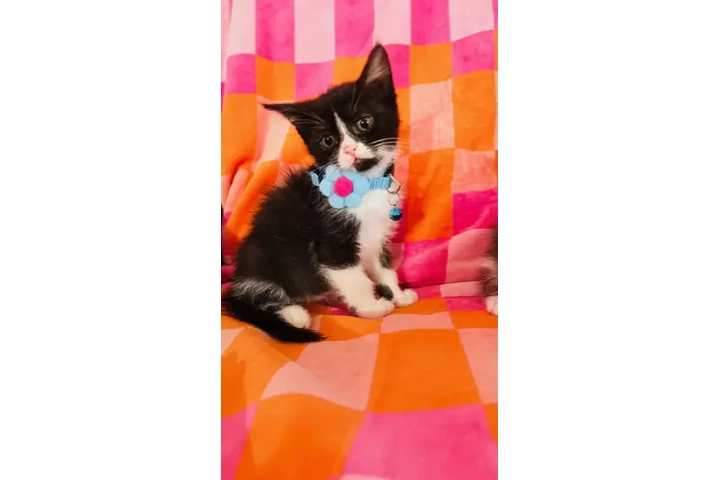 $55 : Gatitos image 1