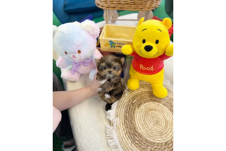 $300 : Pomeranian, maltes, Yorkie image 5