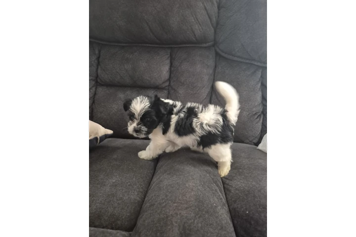 $550 : Puppie male image 1