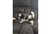 Puppie male en Los Angeles