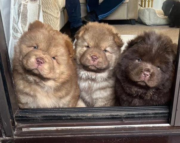 $400 : Chow Chow disponible image 5