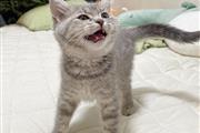 $500 : British Shorthair Kittens. thumbnail