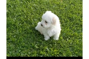 Cachorro shihtzu maltes hemb en Tampa