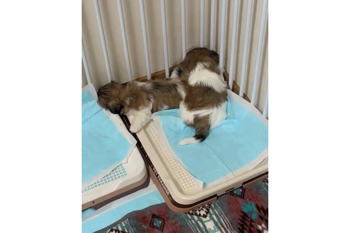 $350 : Cachorros Shihtzu en venta image 4