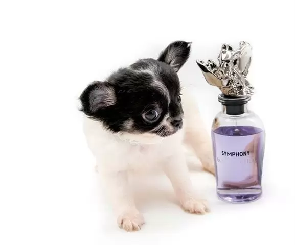 $600 : Chihuahua puppies for adoption image 1