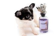 $600 : Chihuahua puppies for adoption thumbnail