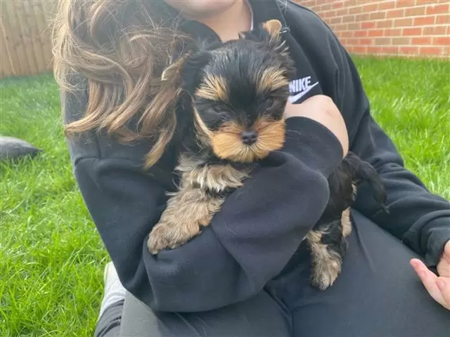 $100 : Cute Yorkie puppies 4u ready#❤ image 3