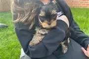 $100 : Cute Yorkie puppies 4u ready#❤ thumbnail