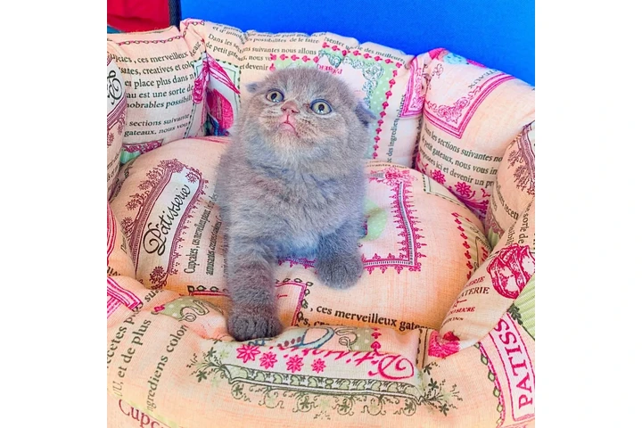 $240 : Maravilloso Scottish Fold image 2