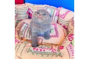 $240 : Maravilloso Scottish Fold thumbnail