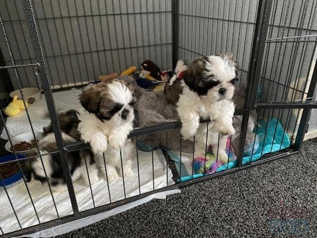 $350 : Shih Tzu puppies for adoption image 1