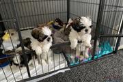 Shih Tzu puppies for adoption en Anchorage