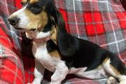 $250 : Bassett Hound thumbnail