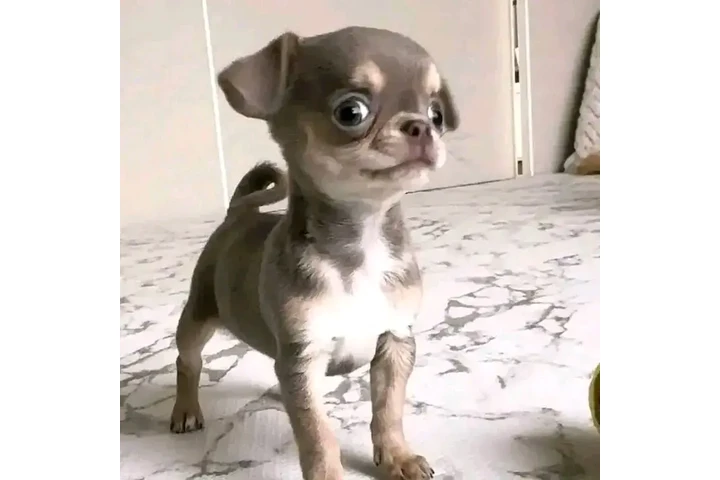 $800 : Chihuahua puppies image 2