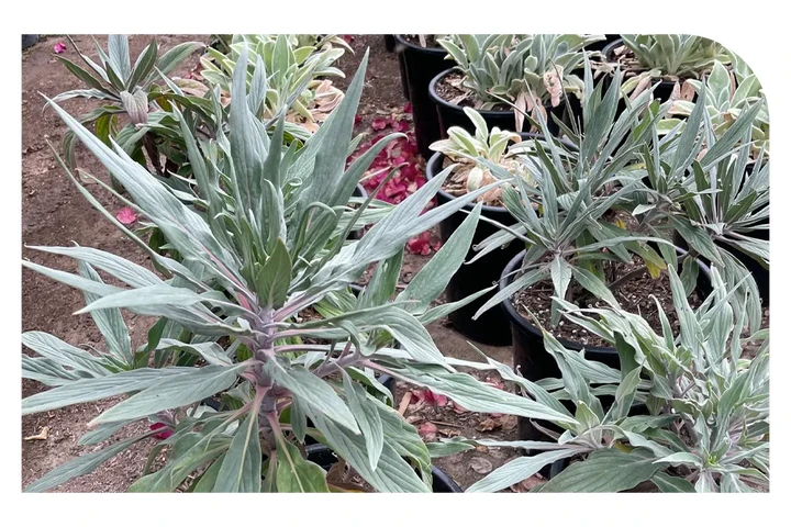 Ramirez Growers image 2