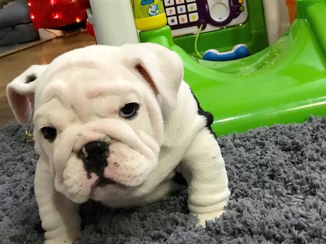 $350 : Cachorros de bulldog inglés image 6