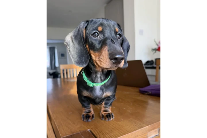 $400 : Cachorros de teckel estándar image 2