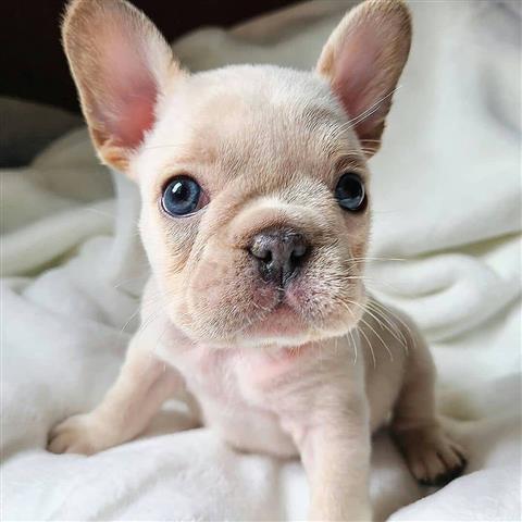 $700 : Adorable French bull-dog puppi image 1