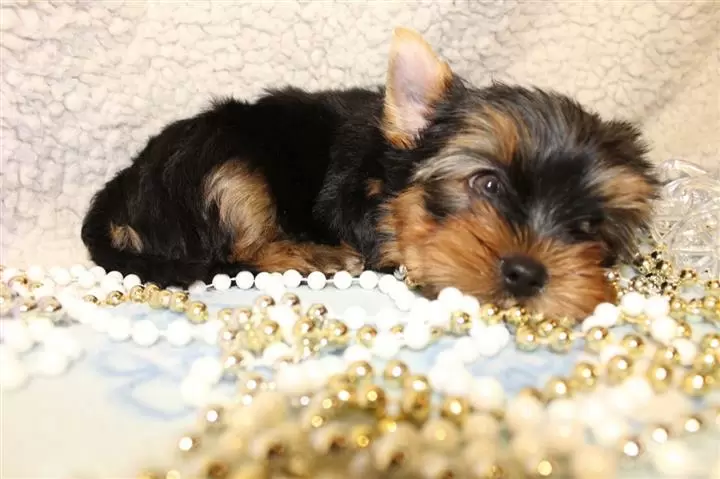 $400 : Yorkie Puppy image 3