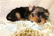 $400 : Yorkie Puppy thumbnail