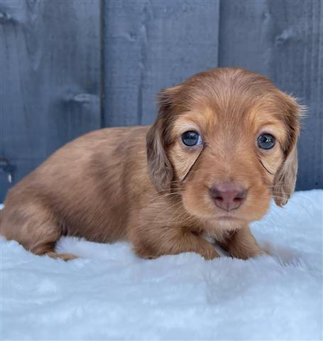 $500 : Miniature Dachshund puppies image 3