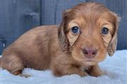 $500 : Miniature Dachshund puppies thumbnail