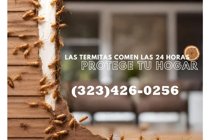 TERMITE CONTROL NEAR ME 24/7.- image 4