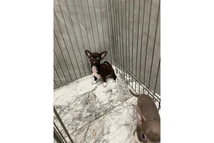 $300 : Teacup Chihuahua puppies image 9