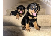 Rottweiler puppies en Los Angeles