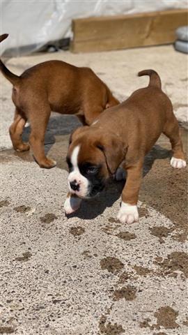 $500 : Boxer puppies for adoption image 3