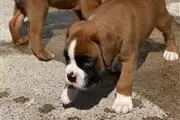 $500 : Boxer puppies for adoption thumbnail