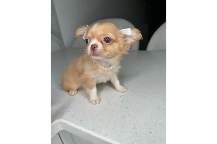 $300 : Teacup Chihuahua puppies image 5