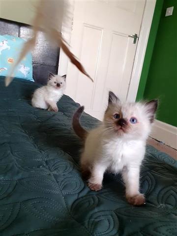 $550 : Ragdoll kittens available image 3