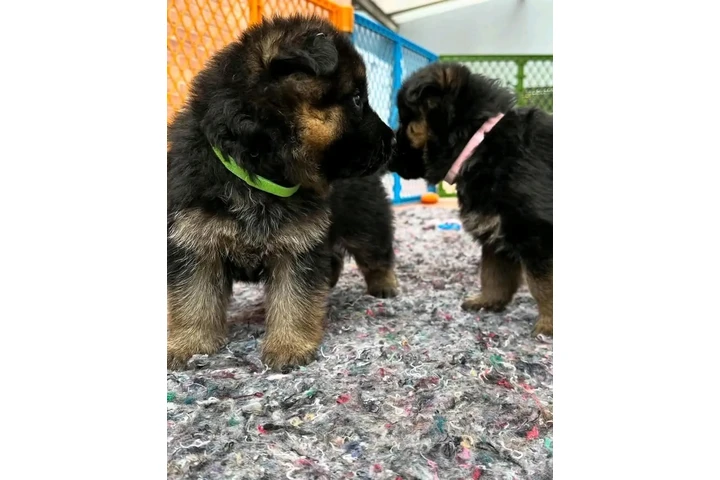 $350 : Cachorros de pastor alemán image 2