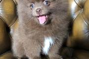 Chuculate Pomeranian Puppy