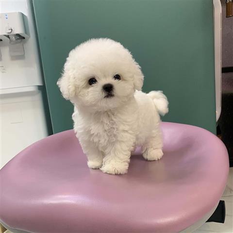 $350 : Mini Bichón Frisé image 1