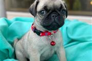 pug en venta cachorros en New York