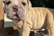 English Bulldog puppy for sale en Chicago