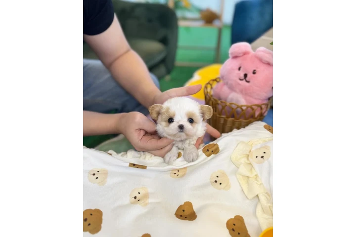 $300 : Pomeranian, maltes, Yorkie image 1