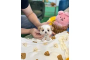 Pomeranian, maltes, Yorkie en Los Angeles